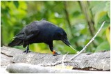 le corbeau caledonien 