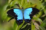 papillon Montrouzier 