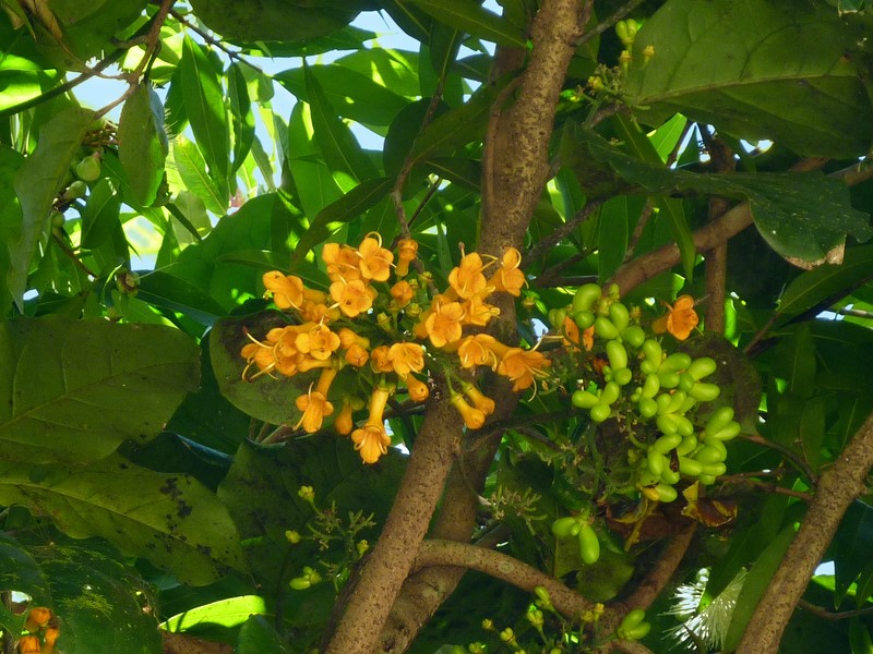 l'oranger en fleur en Nouvelle Calédonie 