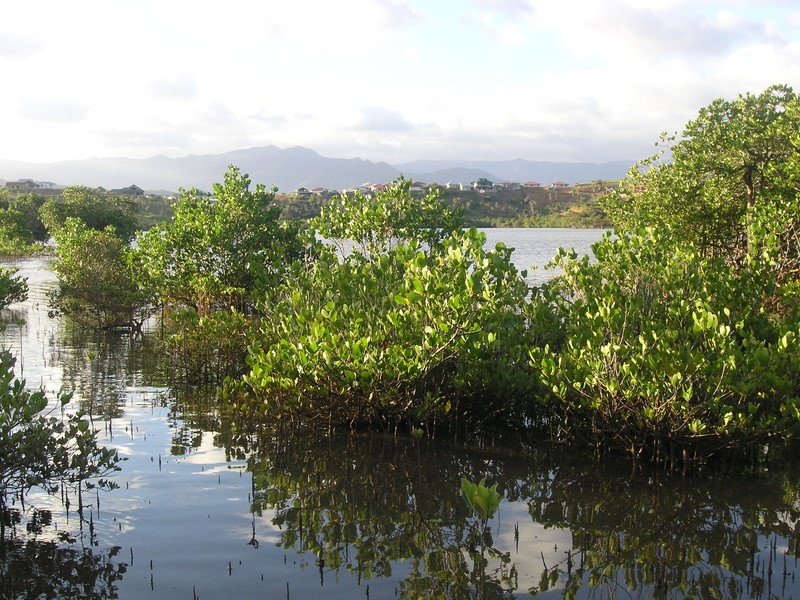 la mangrove en nouvelle caledonie 
