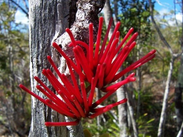 plante de la Nouvelle Calédonie 