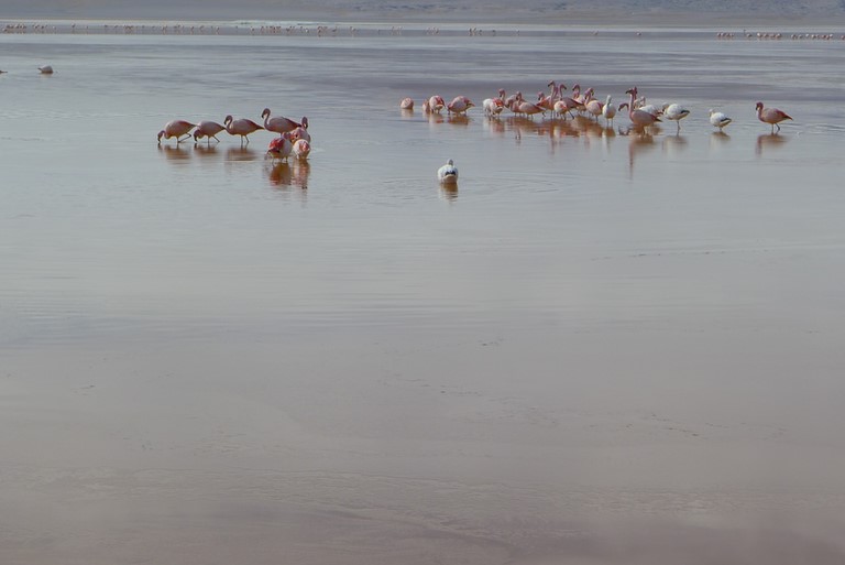 Sud Lipez Bolivie 