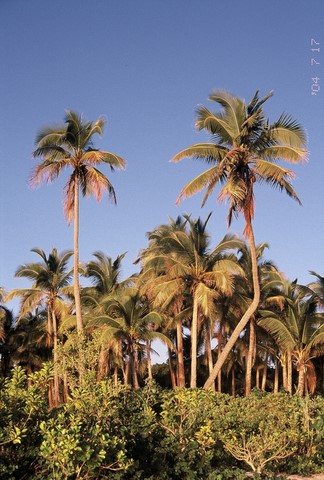 cocoteraie Nouvelle Calédonie 