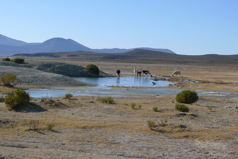 souvenir de voiyage altiplano bolivien au chalet les amériques du gîte du tour du monde Noumea 