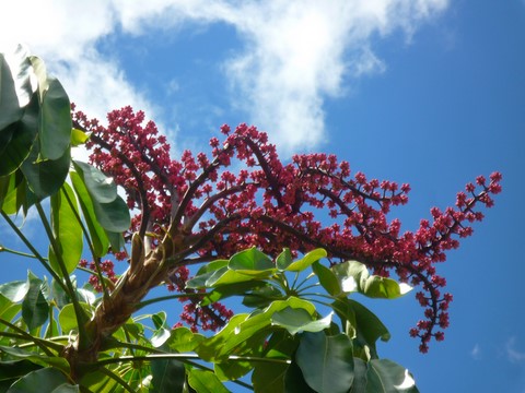arbre d ela forêt du tour du monde noumea 