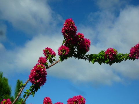 arbuste en fleur au tour du monde noumea 