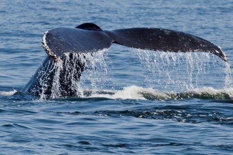 sortie baleine à Prony Nouvelle Calédonie 