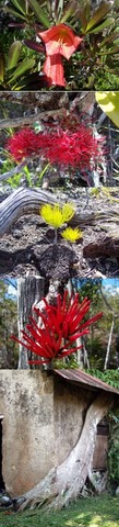 flore nouvelle caledonie 