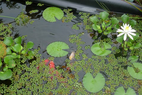 bassin d'eau et poissons tour du monde Nouméa Nouvelle Caledonie 