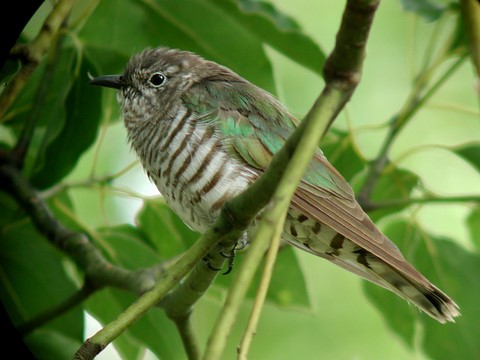 oiseau de Nouvelle Calédonie 