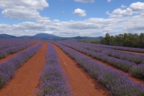 champs de lavande en Tasmanie 