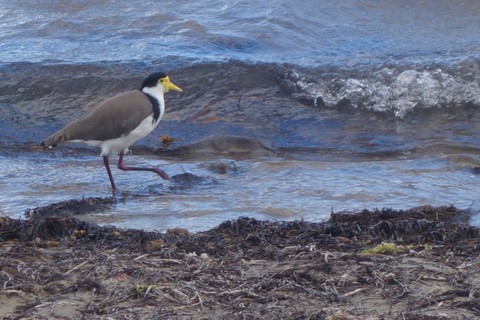 bord de mer en tasmanie 