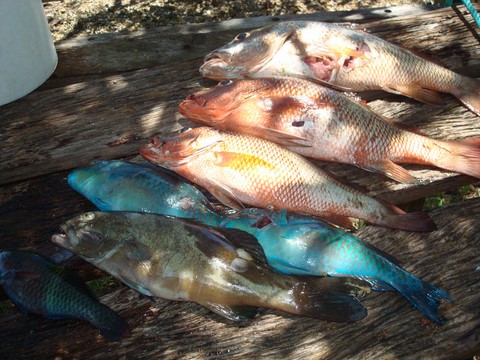 poissons en Nouvelle Calédonie 