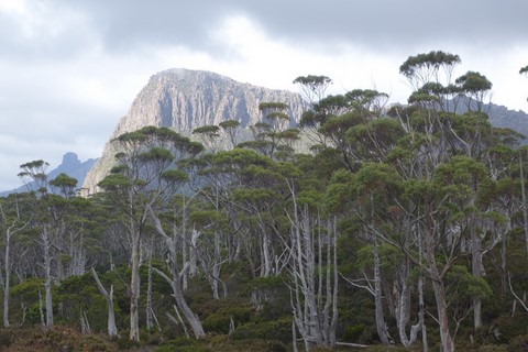 overland track tasmanie 