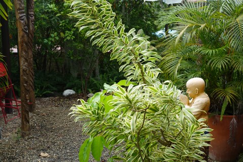 le chemin kanak au  Tour du Monde à Nouméa en Nouvelle Calédonie 