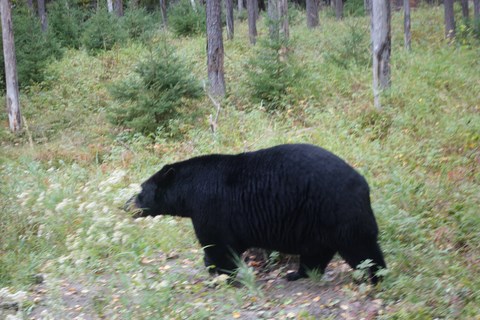 ours au Quebec 