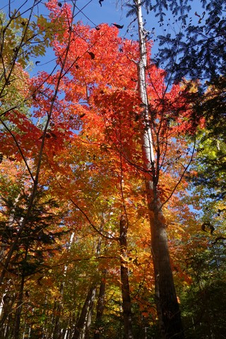 automne au quebec 