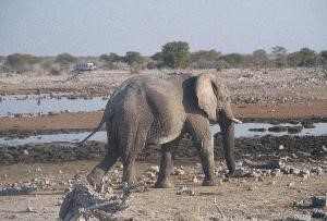 dans le parc d'Etosha en Namibie