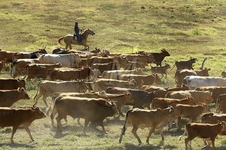 stockmen côte ouest