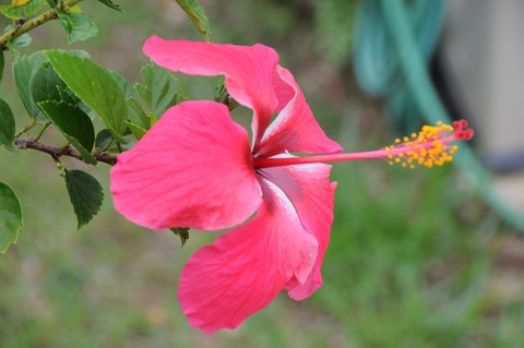 fleur emblématique en NC