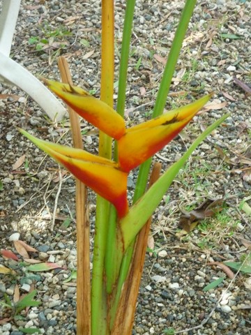 fleur dans la fôret tropical du tour du monde Noumea 