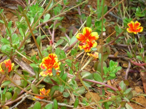 variétés de fleur au tour du monde noumea 
