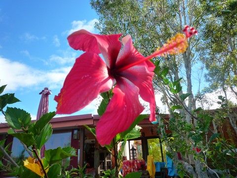 decor floral au tour du monde noumea 