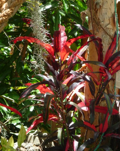 fleur et plantations au tour du monde Noumea 