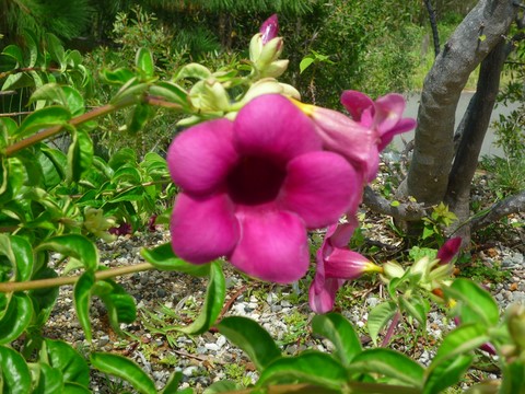 fleur tropical tour du monde noumea