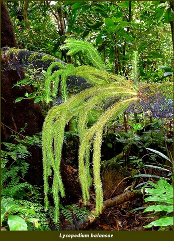 forêt humide 