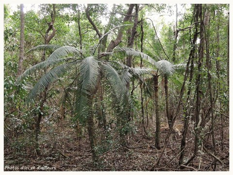 palmier foret en seche 