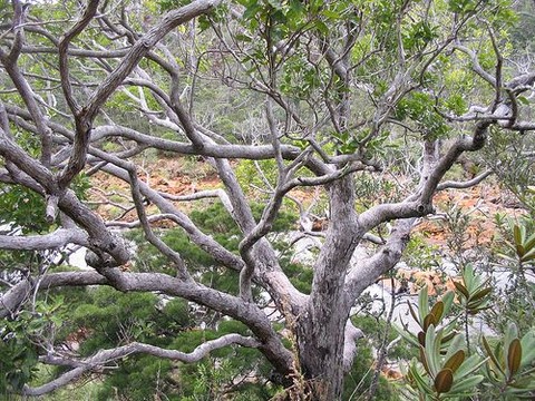 arbre forêt seche 