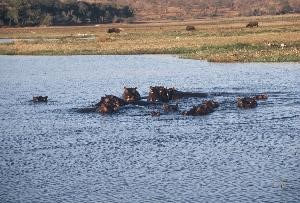 hippopotames souvenir d'afrique au gîte du tour du monde à Noumea 