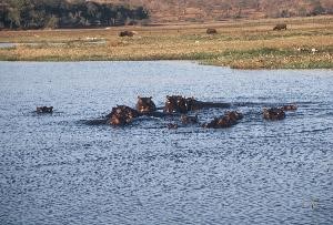 hippopotames souvenir d'afrique au gîte du tour du monde à Noumea