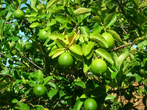 les citrons du tour du monde Noumea 