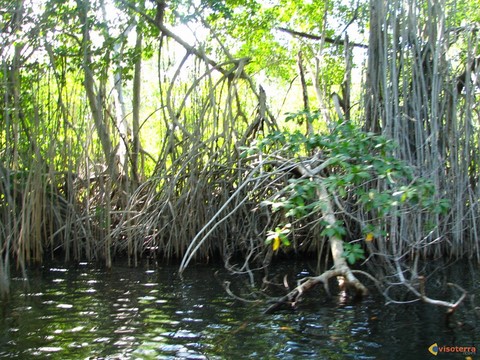 mangrove