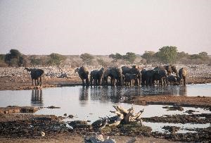 souvenir de Namibie dans le chalet out of africva du gîte du tour du monde à Noumea 