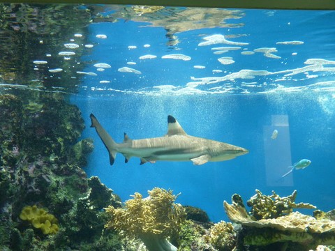 aquarium de noumea 