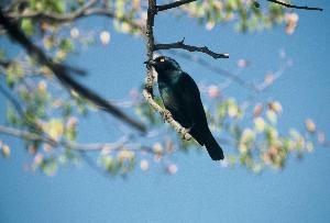 oiseau en nouvelle caledonie 