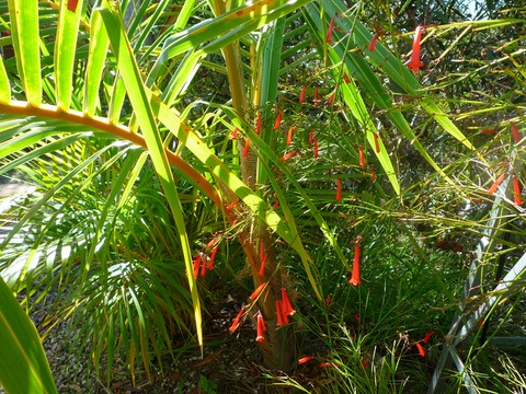 ornemant floral au jardin du tour du monde Noumea 