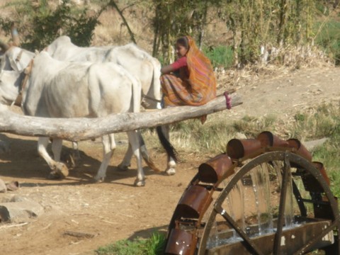 Inde Rajasthan 