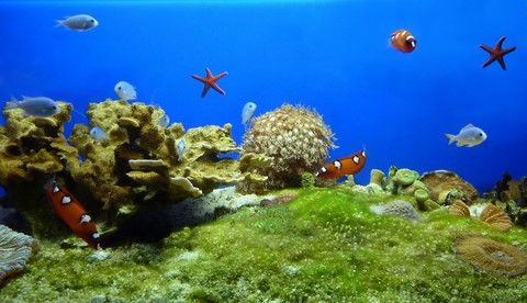 l'aquarium de Noumea 