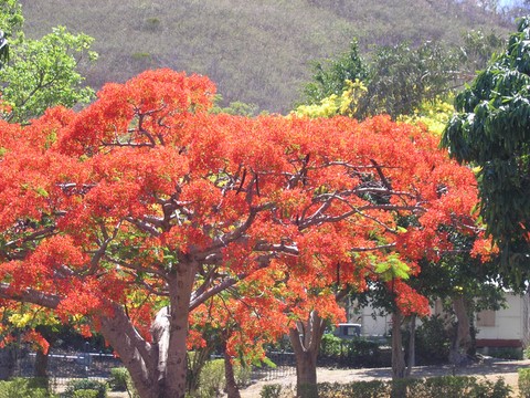 le flamboyant en Nouvelle Caledonie 