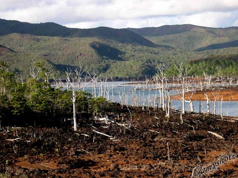 Forêt noyé du Sud de la Grande terre 