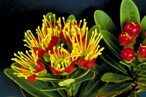 fleur caledonie 