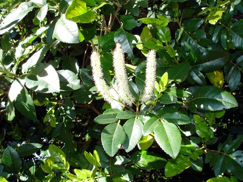 fleur caledonie 