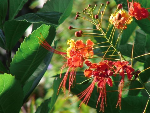 fleur caledonie 