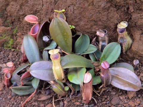 fleur caledonie 