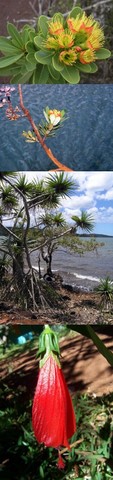 les plantes de la Nouvelle Calédonie 