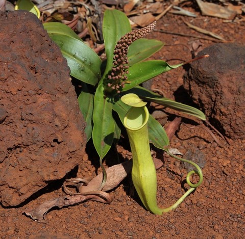 plante Nouvelle Calédonie 